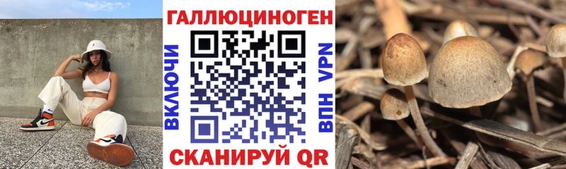 магазин продажи   Звенигово  Псилоцибиновые грибы Magic Shrooms 